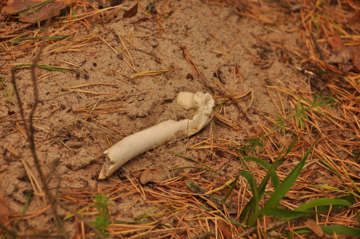 Bone near the burrow.  Matsi rand 2011. Holiday in Estonia, Matsi beach.