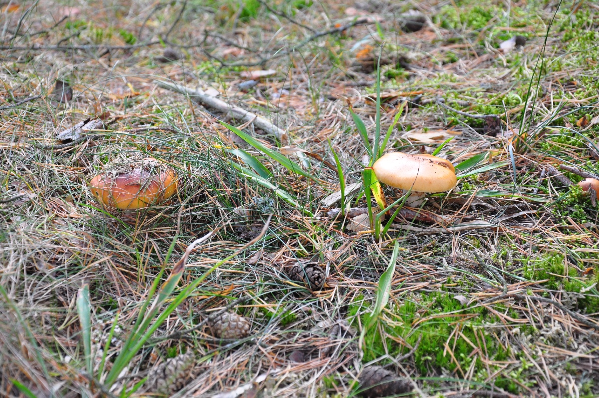 Mushrooms.  Matsi rand 2011. Holiday in Estonia, Matsi beach.