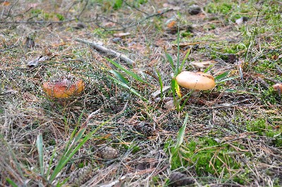 Matsi rand (Matsi beach)