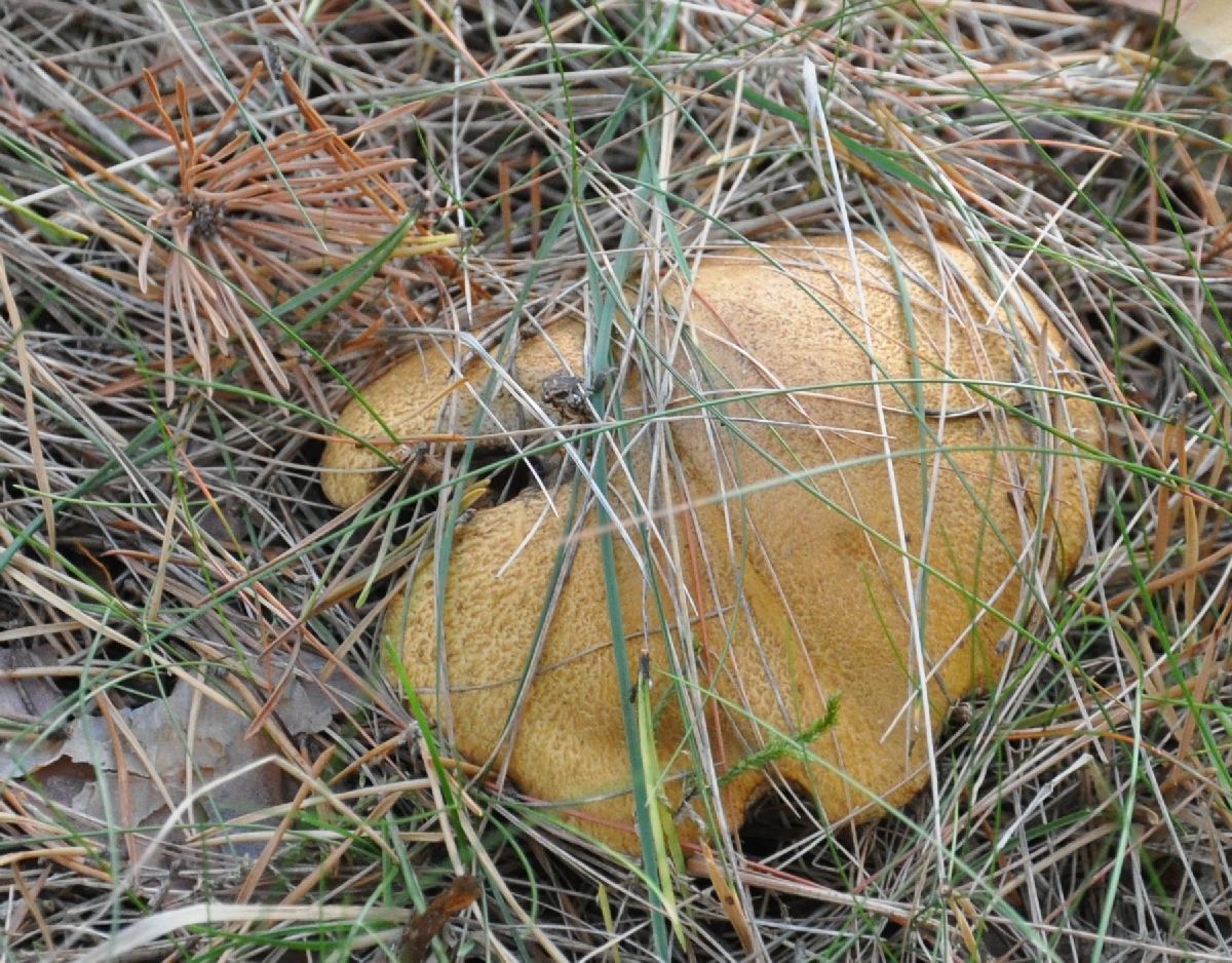 Mushroom.  Matsi rand 2011. Holiday in Estonia, Matsi beach.