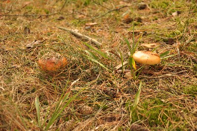 Matsi rand (Matsi beach)