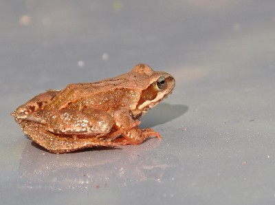 Matsi rand (Matsi beach)