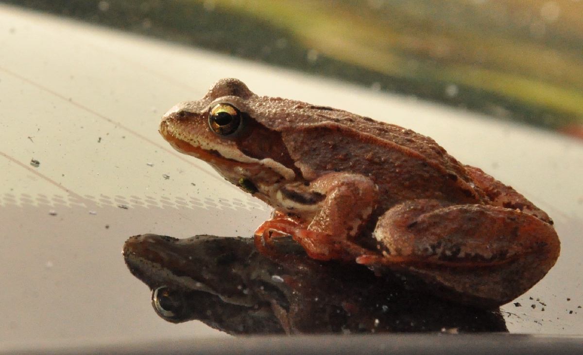 Frog.  Matsi rand 2011. Holiday in Estonia, Matsi beach.
