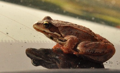 Matsi rand (Matsi beach)