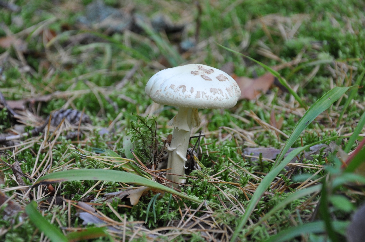 Mushroom.  Matsi rand 2011. Holiday in Estonia, Matsi beach.