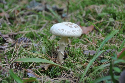 Matsi rand (Matsi beach)