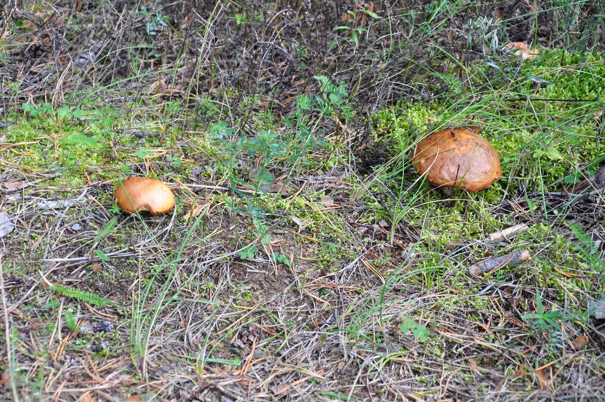 Mushrooms.  Matsi rand 2011. Holiday in Estonia, Matsi beach.