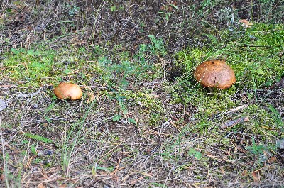 Matsi rand (Matsi beach)