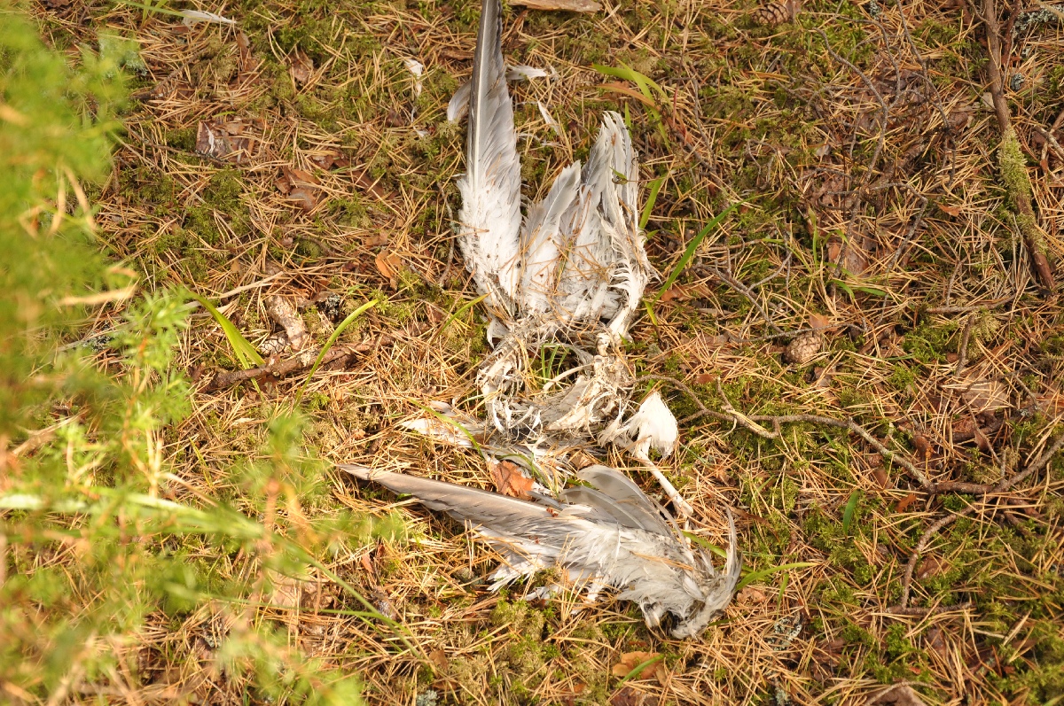 Remains of bird.  Matsi rand 2011. Holiday in Estonia, Matsi beach.