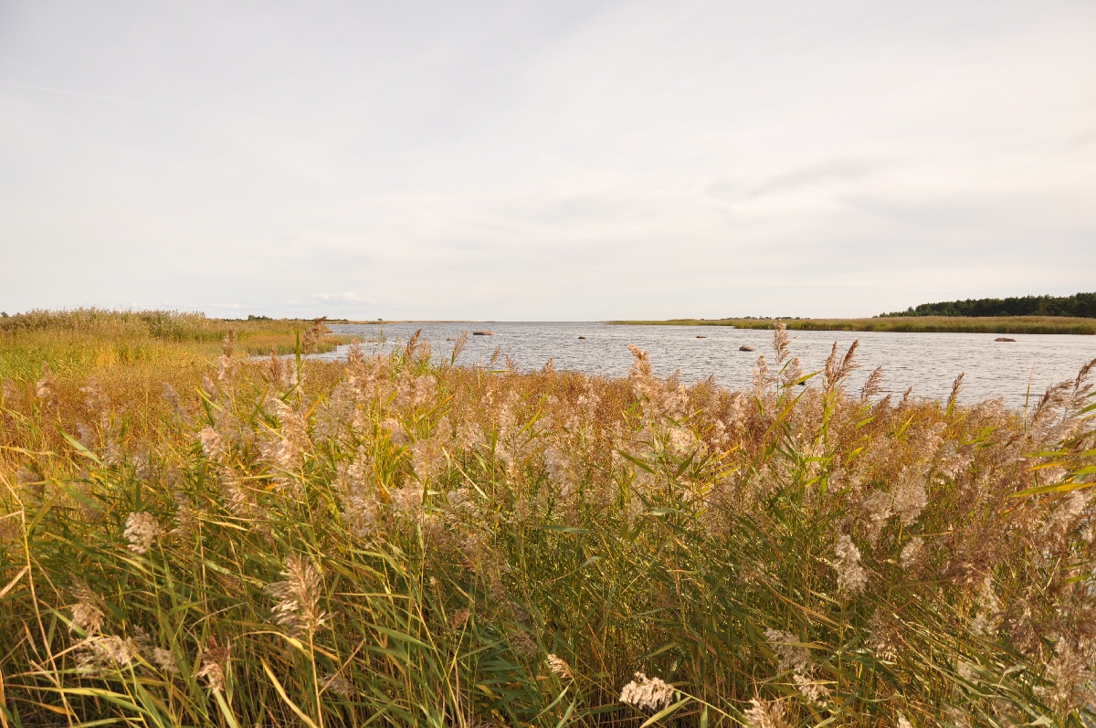 Саулепи, морской парк Кихну Вяйна. (Saulepi, Kihnu Väina Merepark). Матси ранд 2011. Отдых в Эстонии, Matsi rand.
