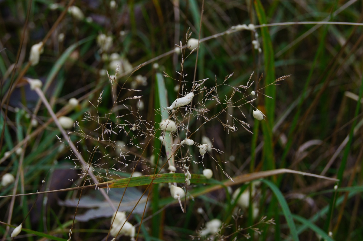 Простреленый макрофлекс (строительная пена). Наблюдательный пункт пво в Кикепера. 