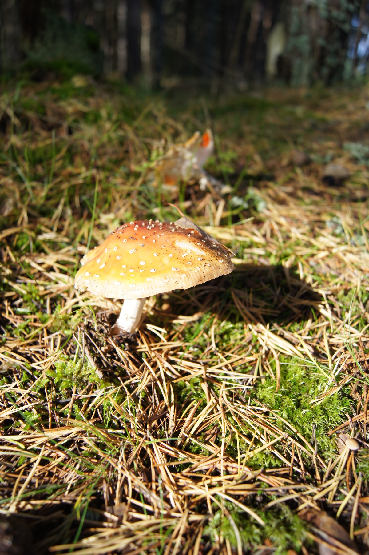 Гриб, Пикник в Палдиски. RMK Paldiski. Lõkkekoht Paldiski. 