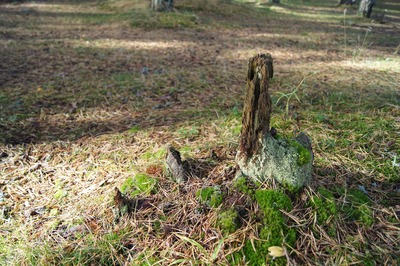 Пикник в Палдиски