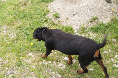 Midsummer day in Osmussaar island