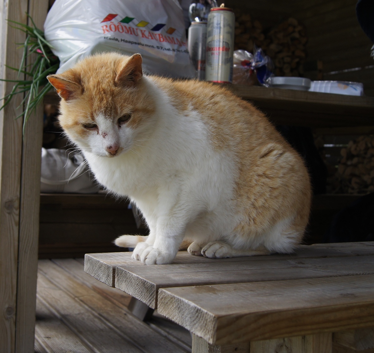 Cat. Midsummer day in Osmussaar island.