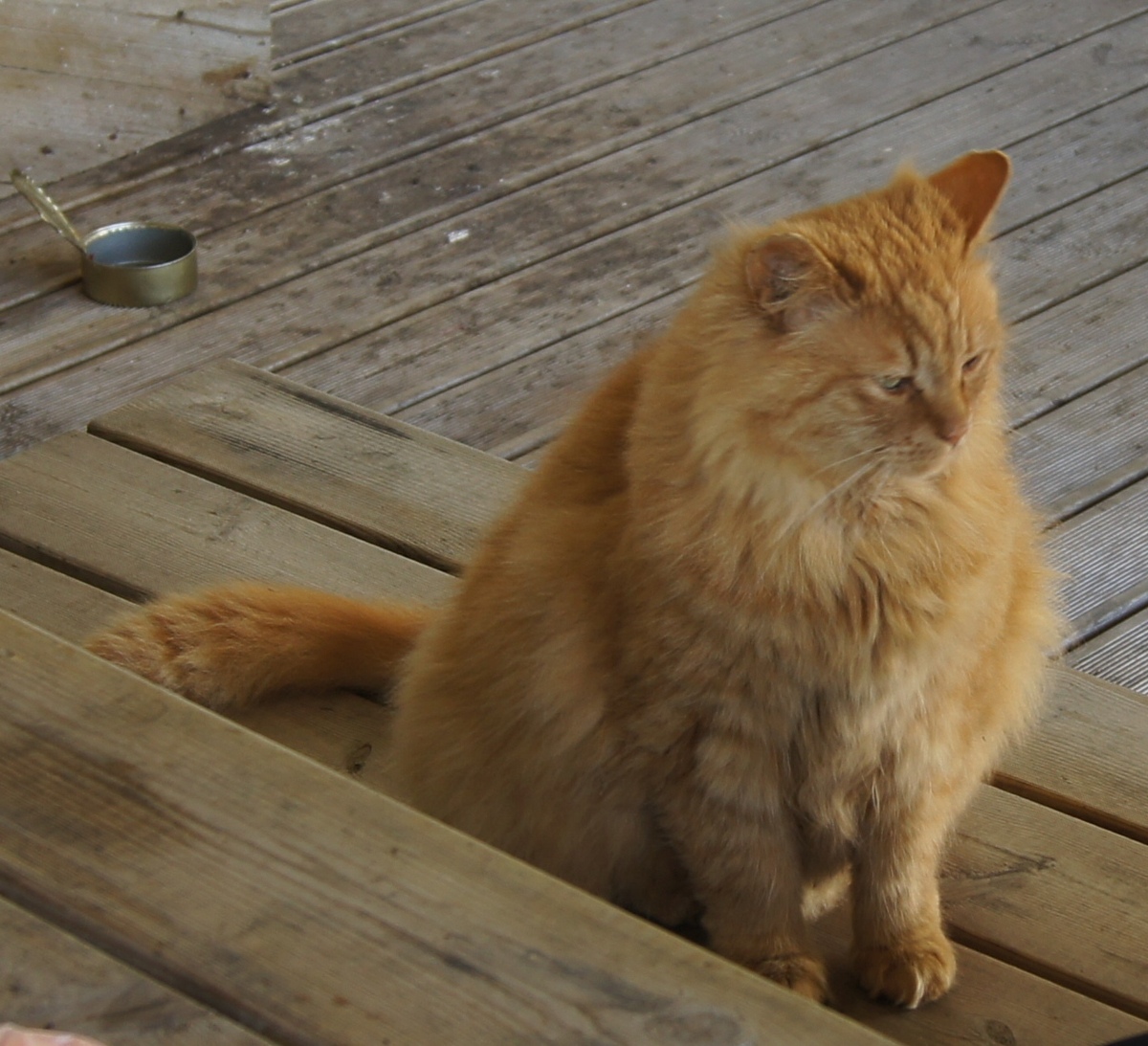 Red cat. Midsummer day in Osmussaar island.