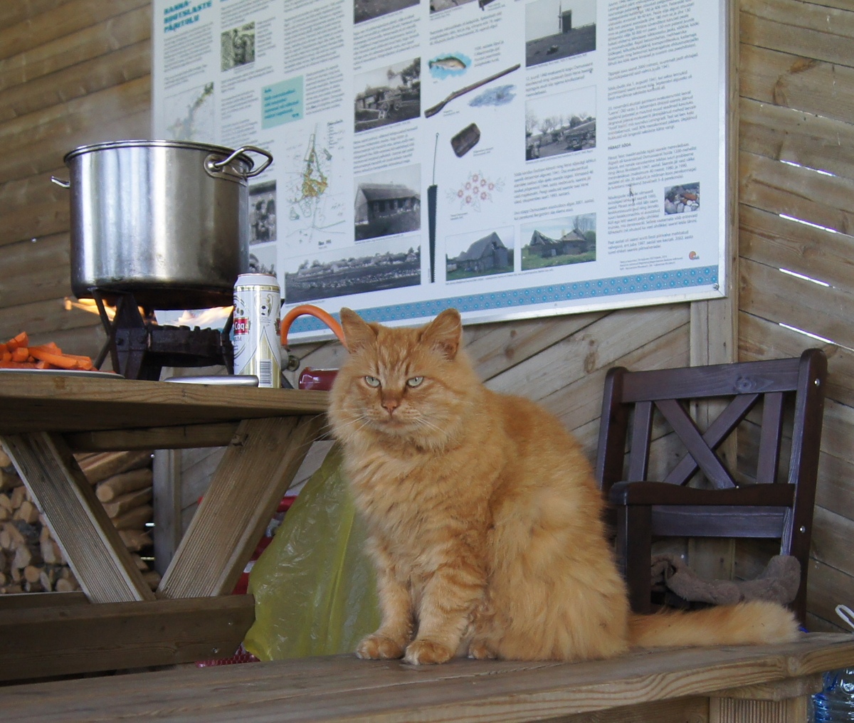 Red cat. Midsummer day in Osmussaar island.