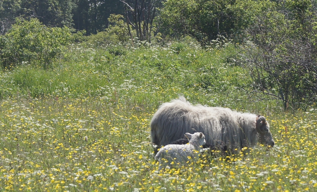 Sheeps. Midsummer day in Osmussaar island.
