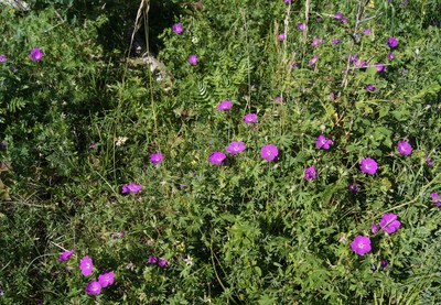 Midsummer day in Osmussaar island