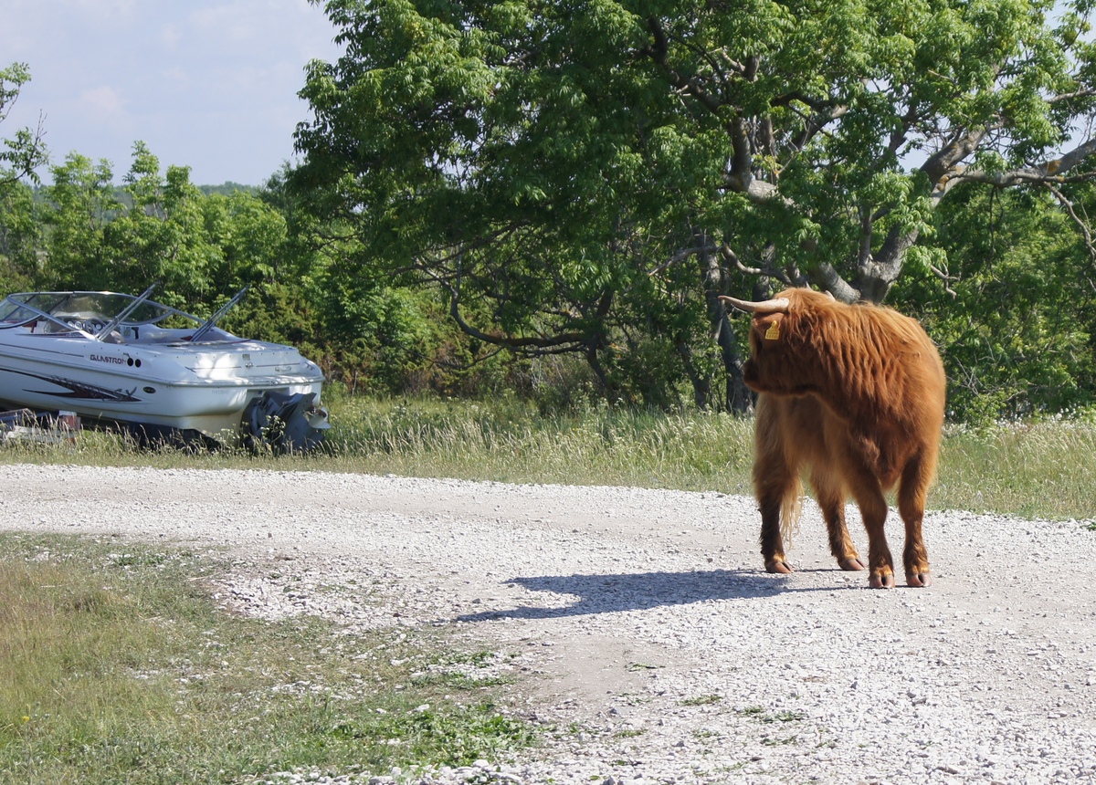 Red bull. Midsummer day in Osmussaar island.