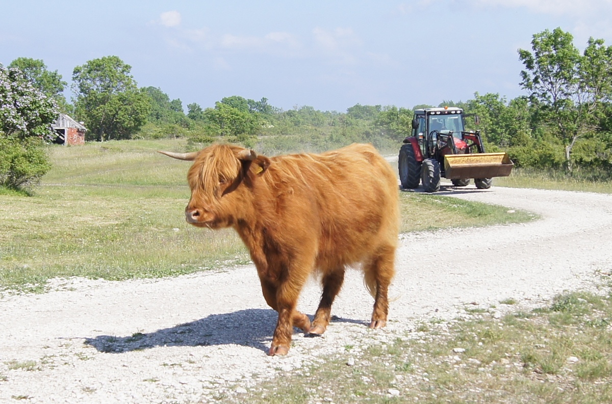 Red bull. Midsummer day in Osmussaar island.