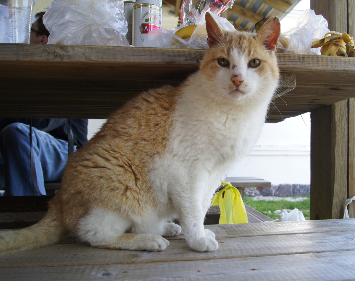  Jaanipäev Osmussaarel.