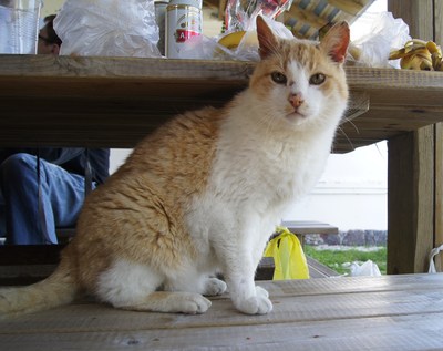 Midsummer day in Osmussaar island