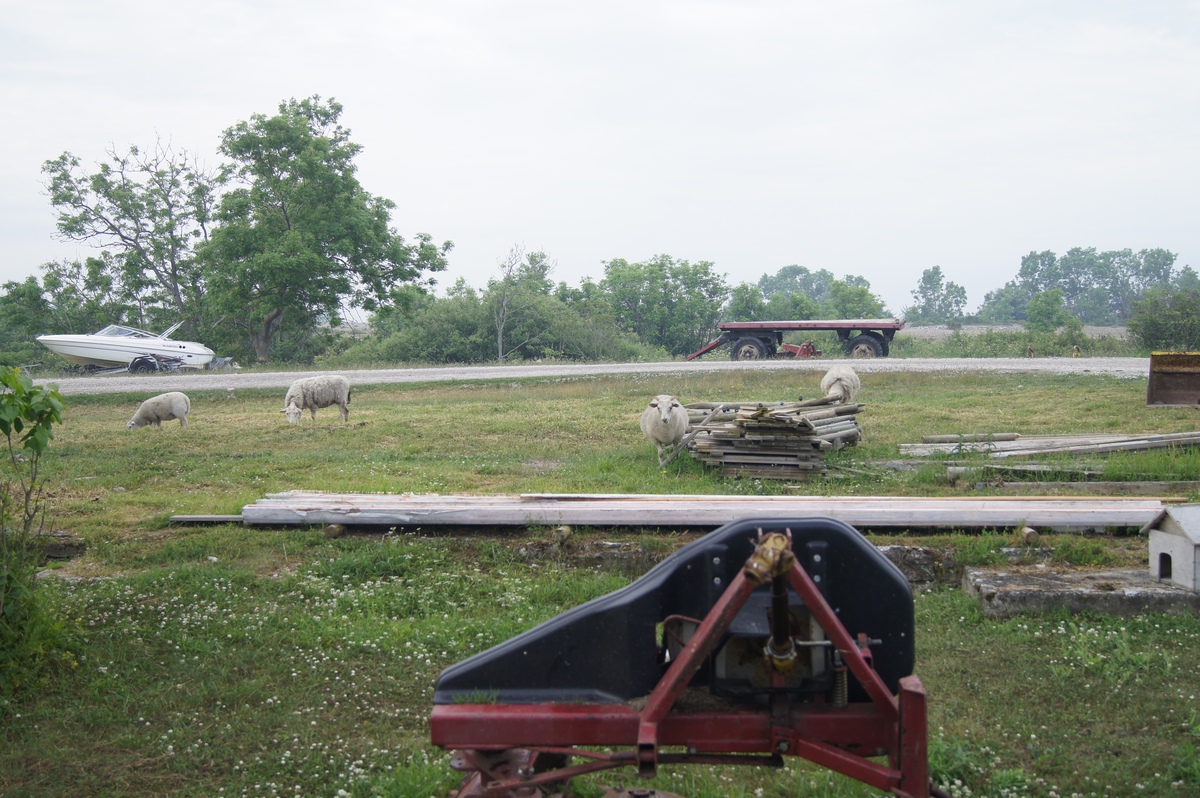 Sheeps. Midsummer day in Osmussaar island.