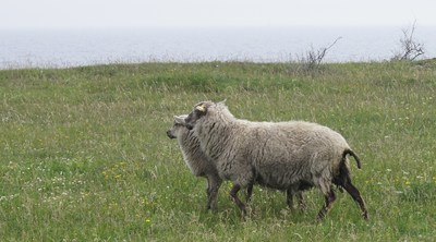 Midsummer day in Osmussaar island