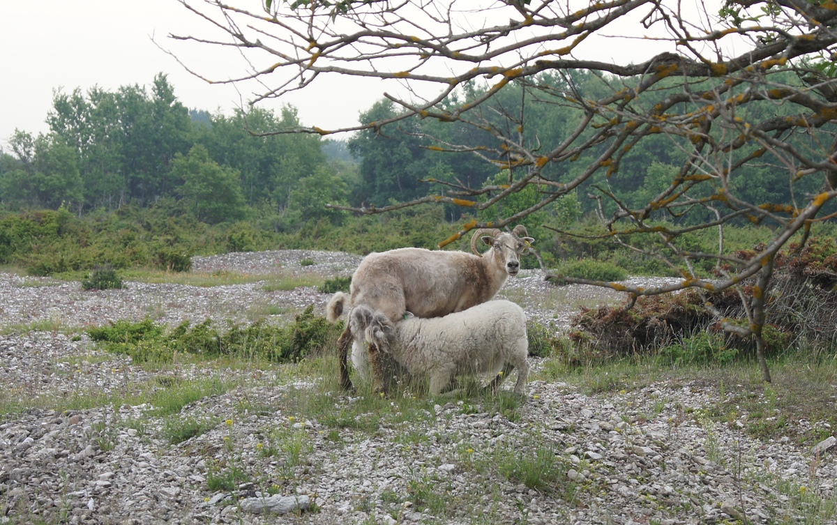  Midsummer day in Osmussaar island.