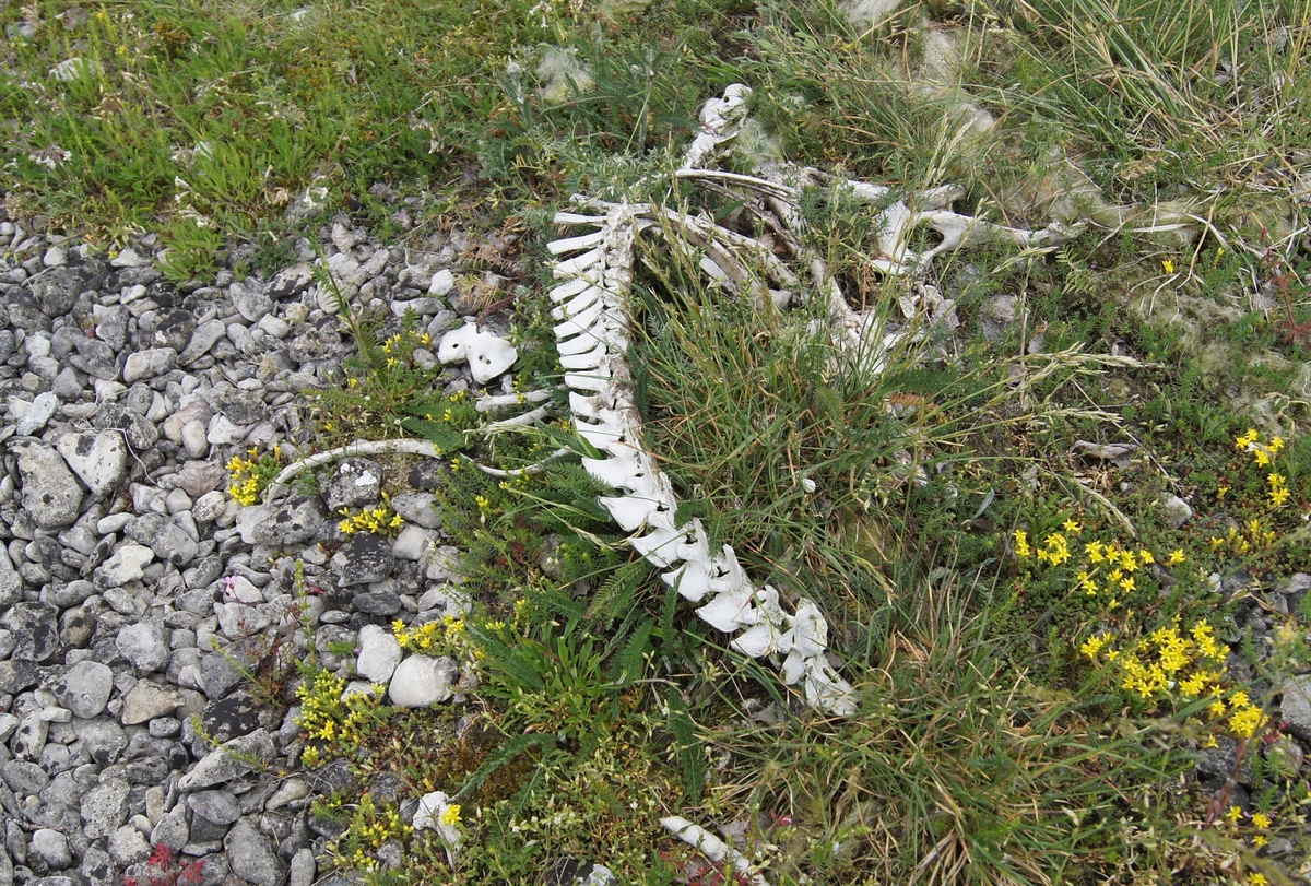  Иванов день (ночь на Ивана Купалу) на острове Осмуссаар.
