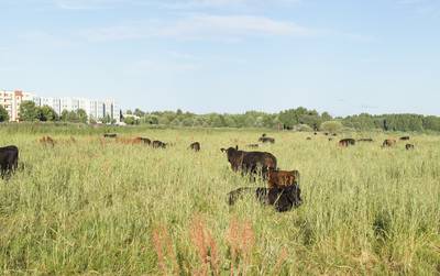 Природа города Пярну