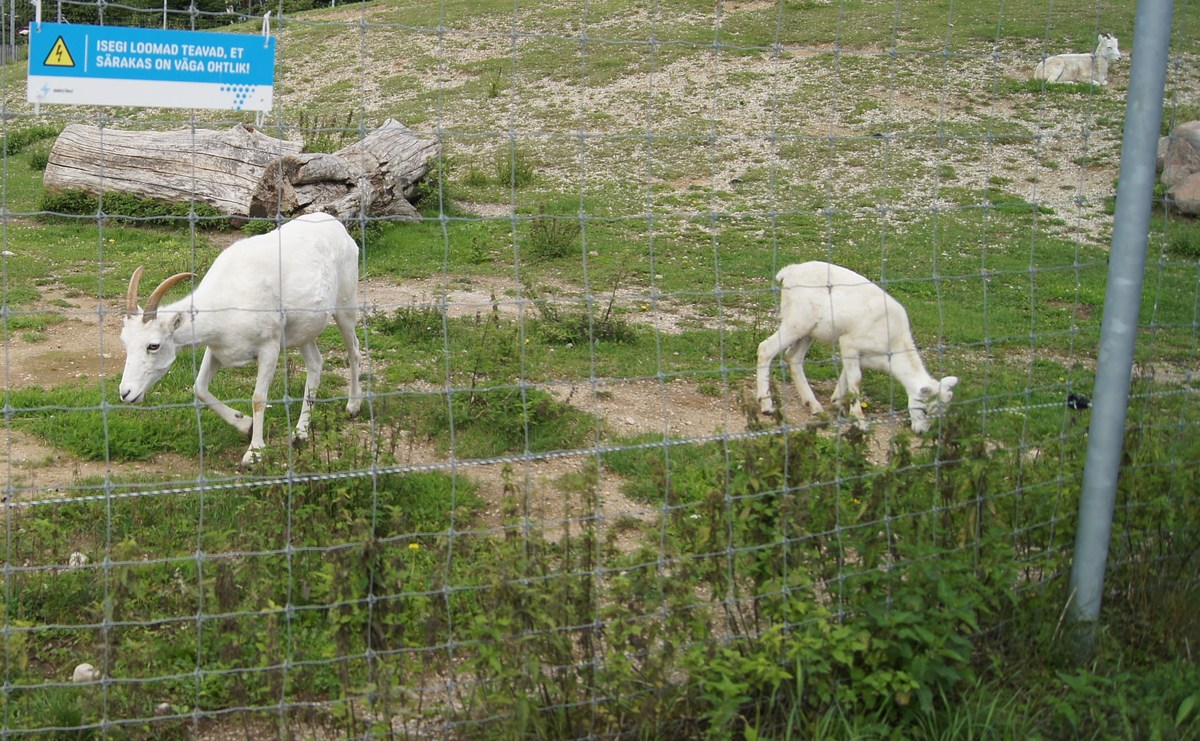 Баран далла. Ovis dalli. Таллиннский зоопарк. 