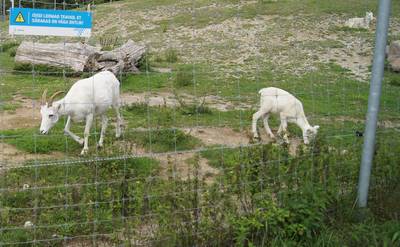 Таллиннский зоопарк