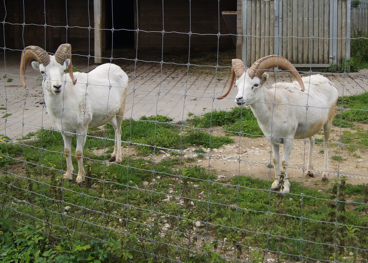 Баран далла. Ovis dalli. Таллиннский зоопарк. 