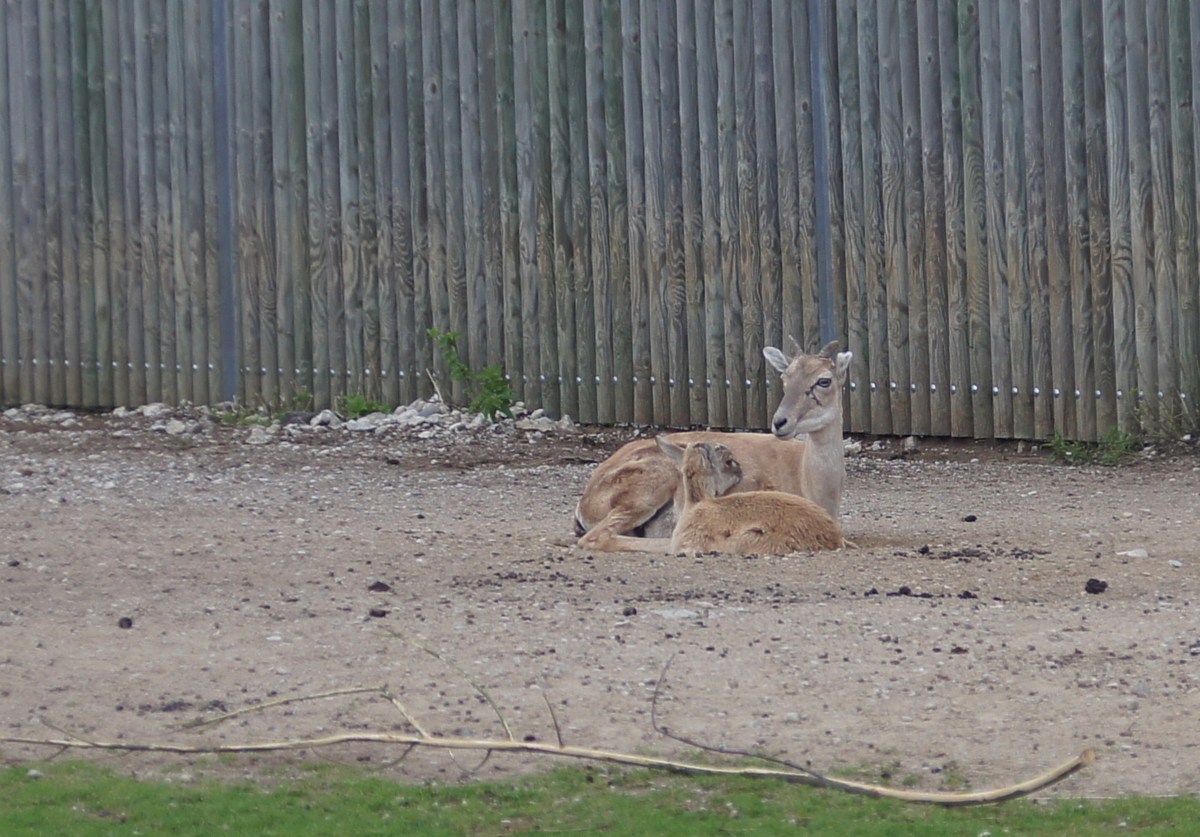 Арменийский или закавказский муфлон. Ovis aries (orientalis) gmelini. Таллиннский зоопарк. 