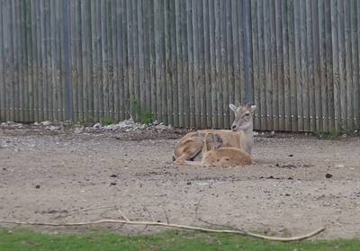 Таллиннский зоопарк