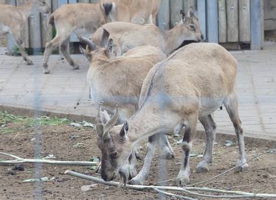 Таллиннский зоопарк