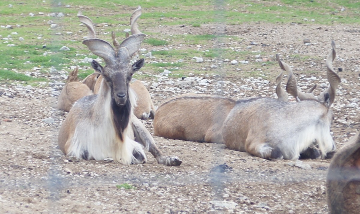 Таджикский винторогий козёл или мархур. Capra falconeri heptneri.  Таллиннский зоопарк. 