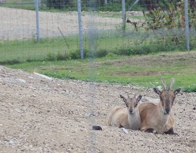 Таллиннский зоопарк