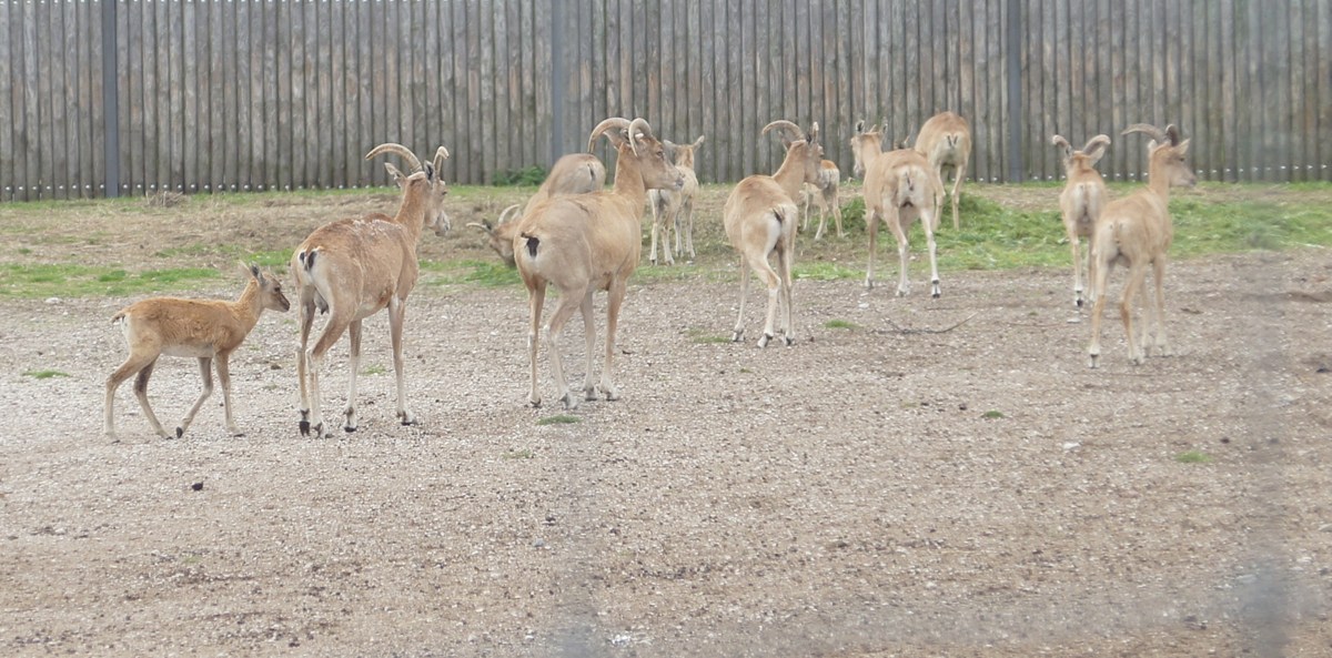 Закаспийский Уриал. Ovis vignei arkal.  Таллиннский зоопарк. 