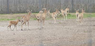 Таллиннский зоопарк