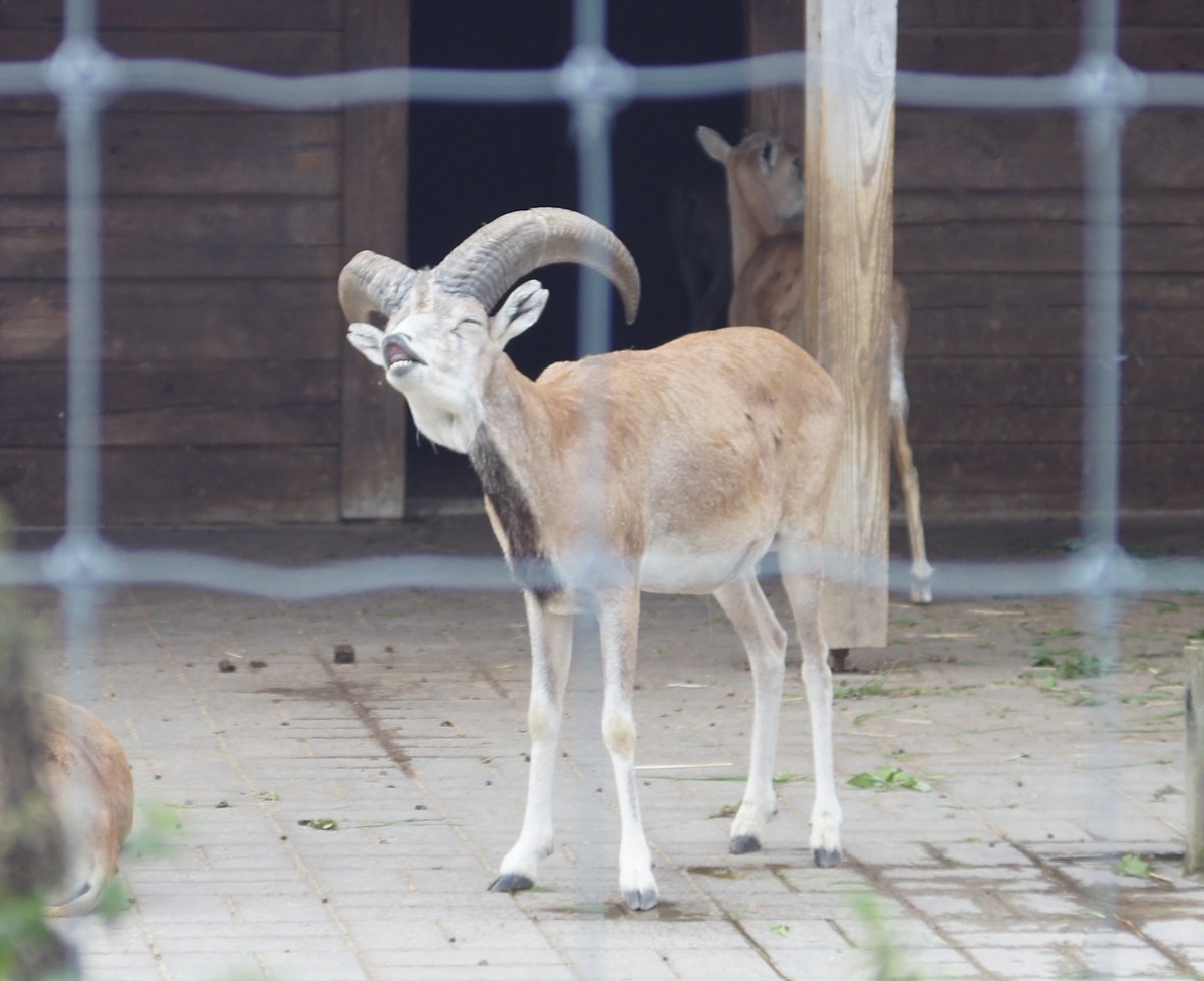 Бухарский уриал. Ovis vignei bochariensis.  Таллиннский зоопарк. 