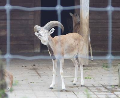 Таллиннский зоопарк