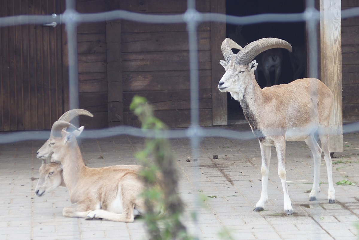 Бухарский уриал. Ovis vignei bochariensis.  Таллиннский зоопарк. 