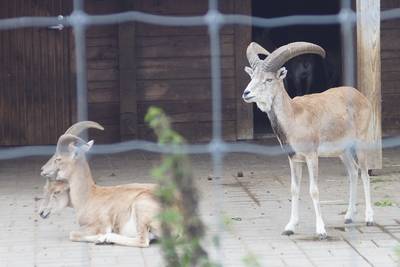 Таллиннский зоопарк