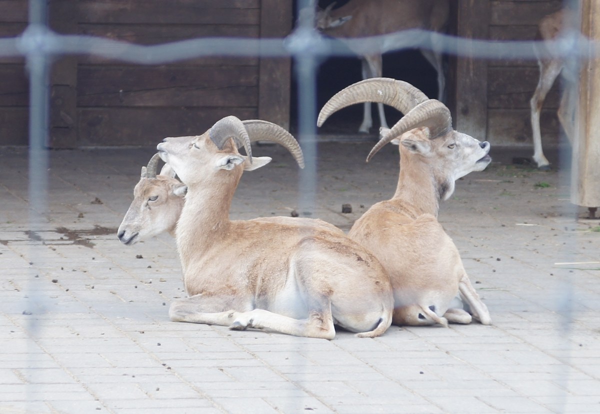 Бухарский уриал. Ovis vignei bochariensis.  Таллиннский зоопарк. 