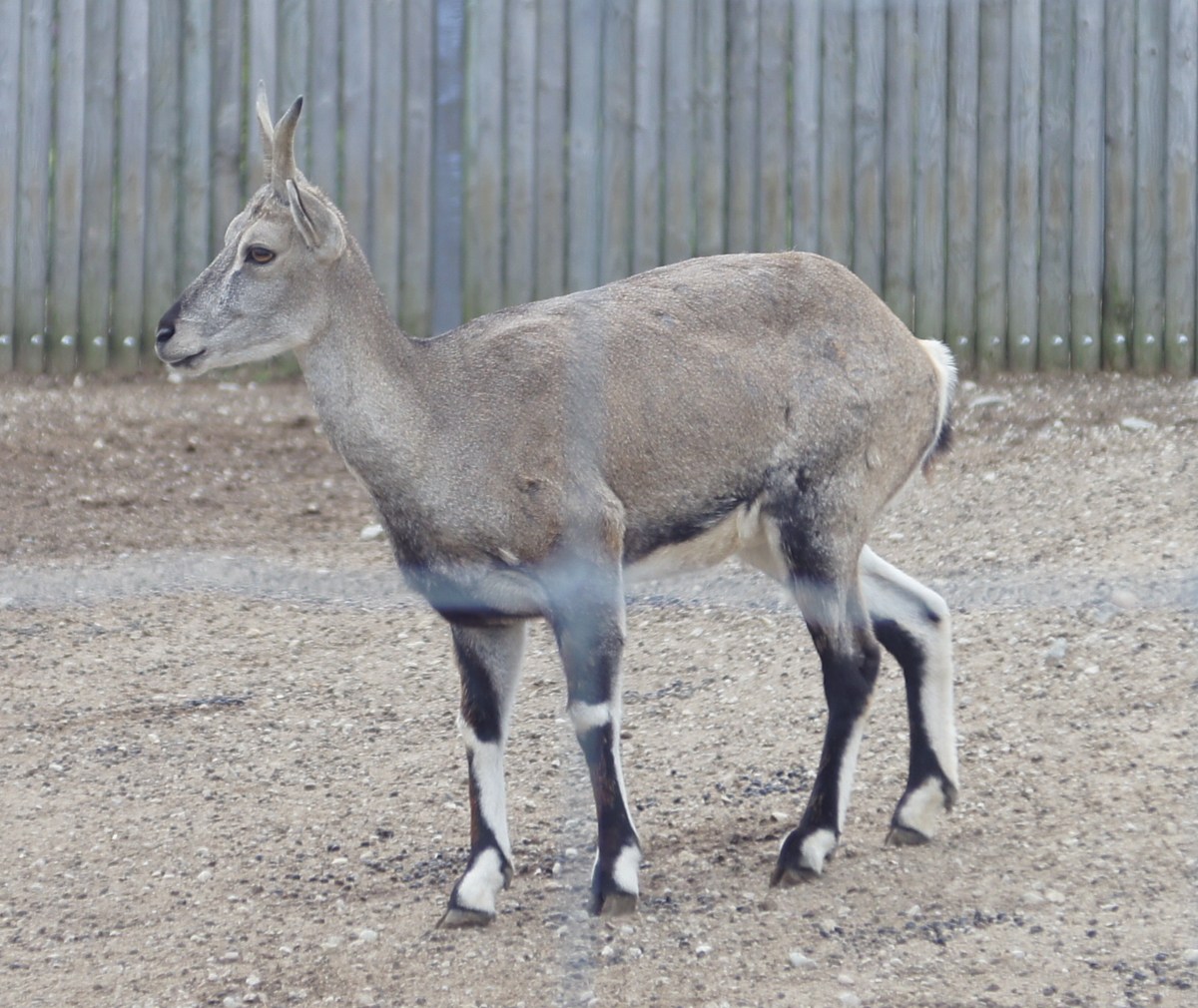 Китайский голубой баран. Pseudois nayaur szechuanensis.  Таллиннский зоопарк. 