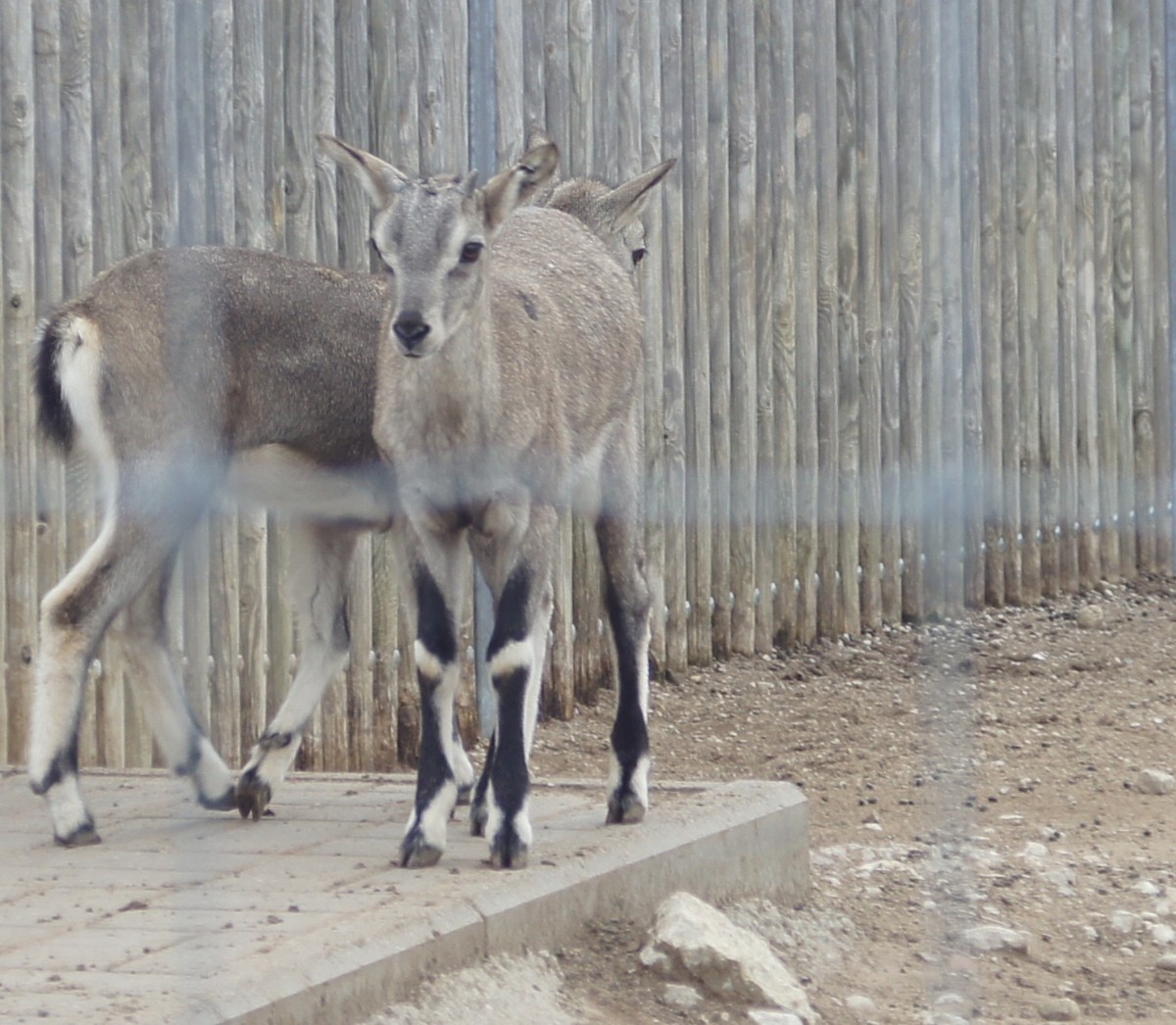 Китайский голубой баран. Pseudois nayaur szechuanensis.  Таллиннский зоопарк. 