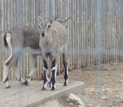 Таллиннский зоопарк